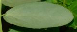 Euphorbia hypericifolia