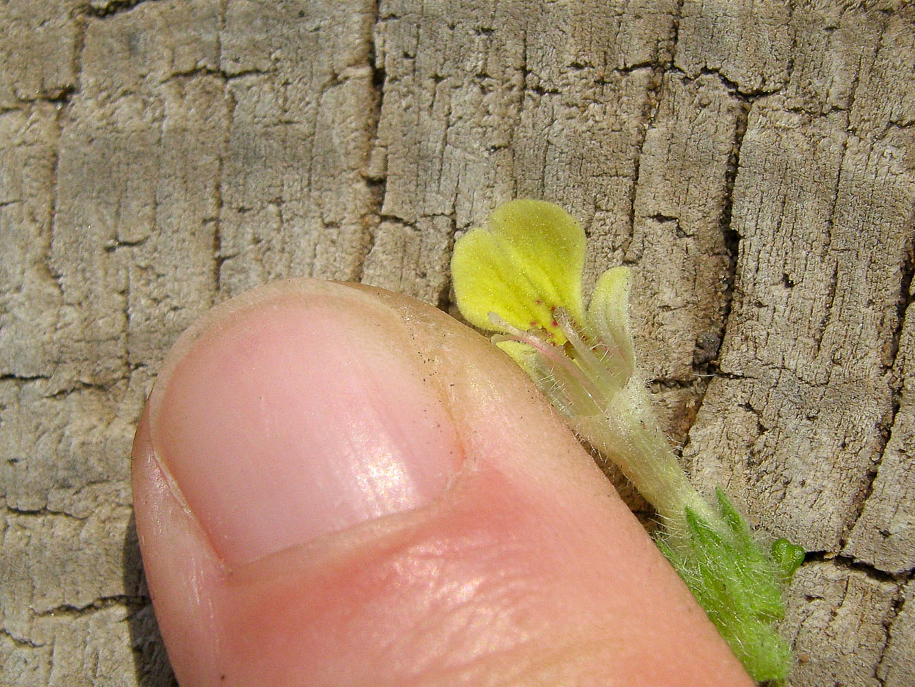 Image of Ajuga iva specimen.