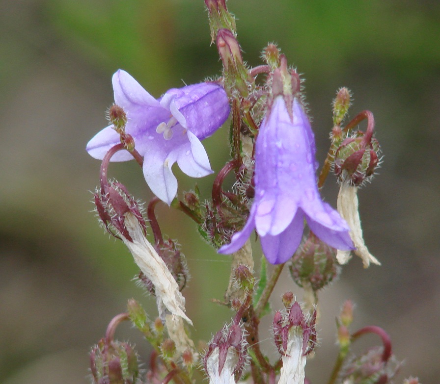 Изображение особи Campanula sibirica.