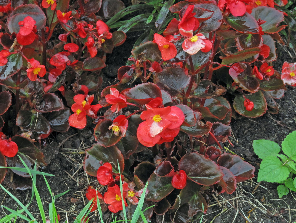 Изображение особи Begonia &times; hortensis.