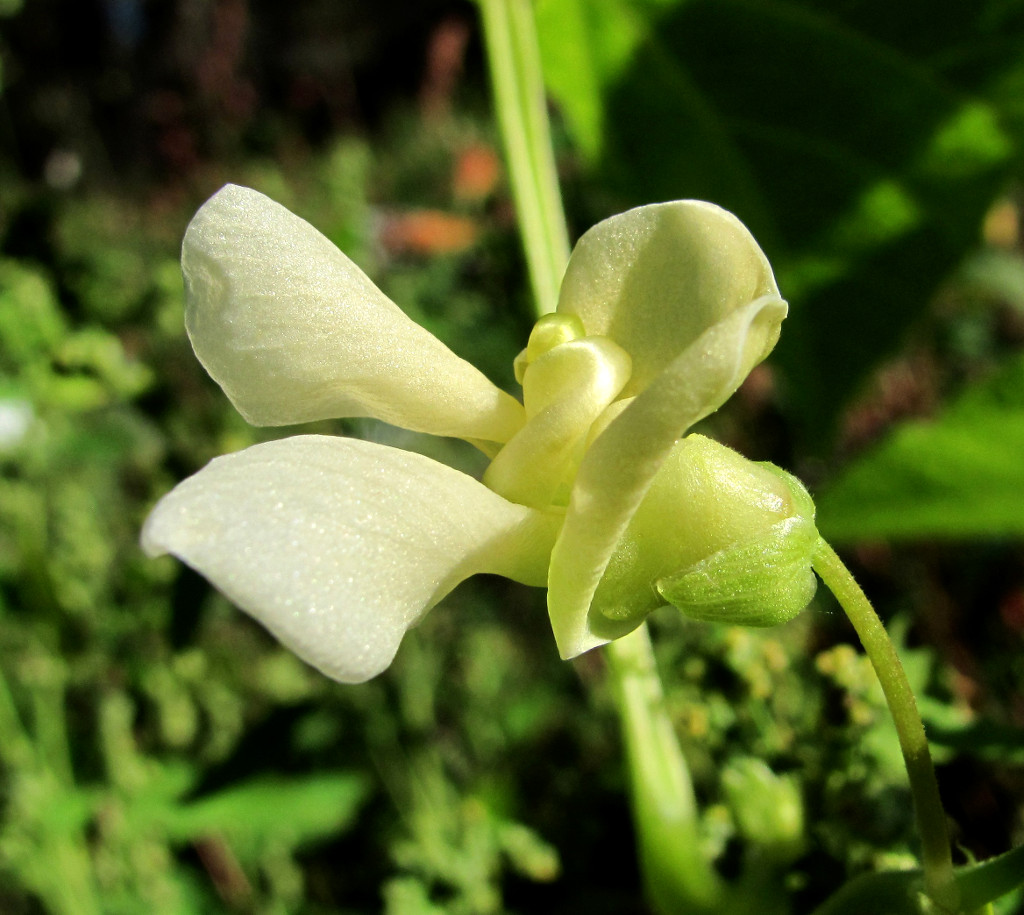 Изображение особи Phaseolus vulgaris.