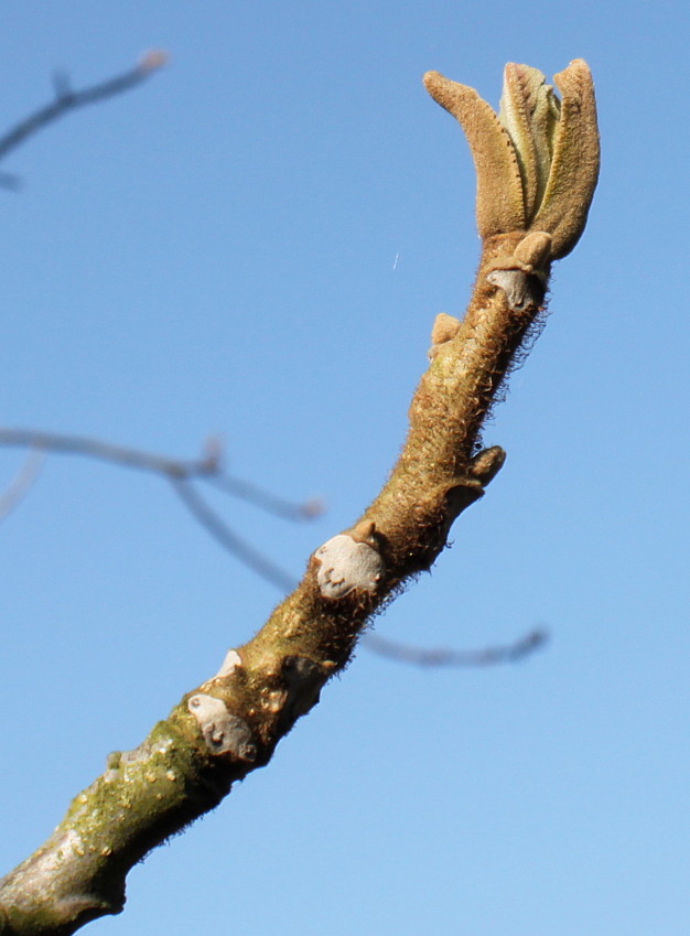 Image of Juglans mandshurica specimen.