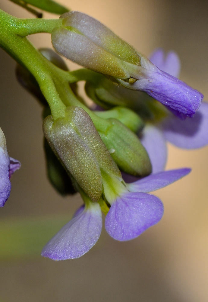 Image of Cakile maritima specimen.