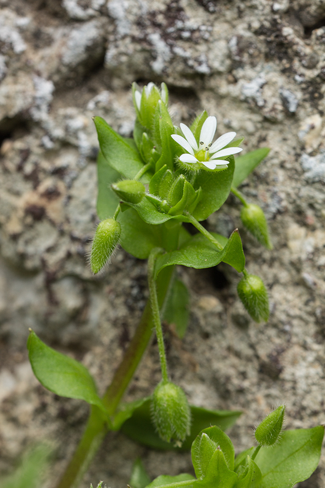 Image of Stellaria neglecta specimen.