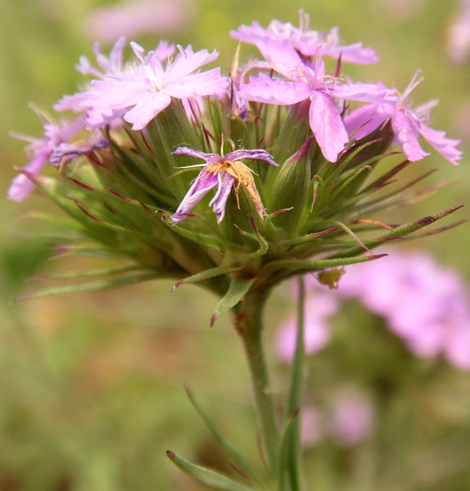 Image of Dianthus pseudarmeria specimen.