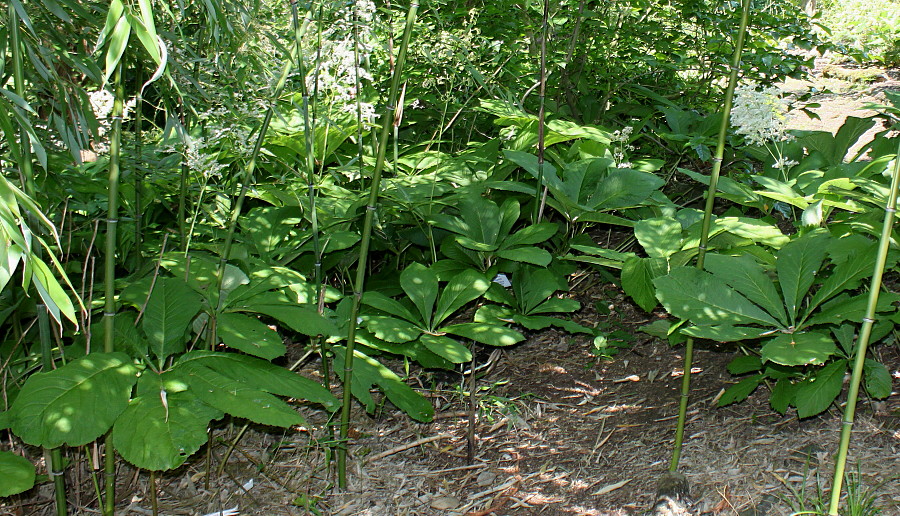 Изображение особи Rodgersia aesculifolia.