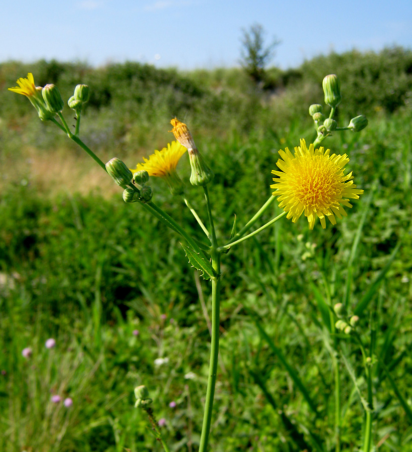 Image of Sonchus arvensis ssp. uliginosus specimen.