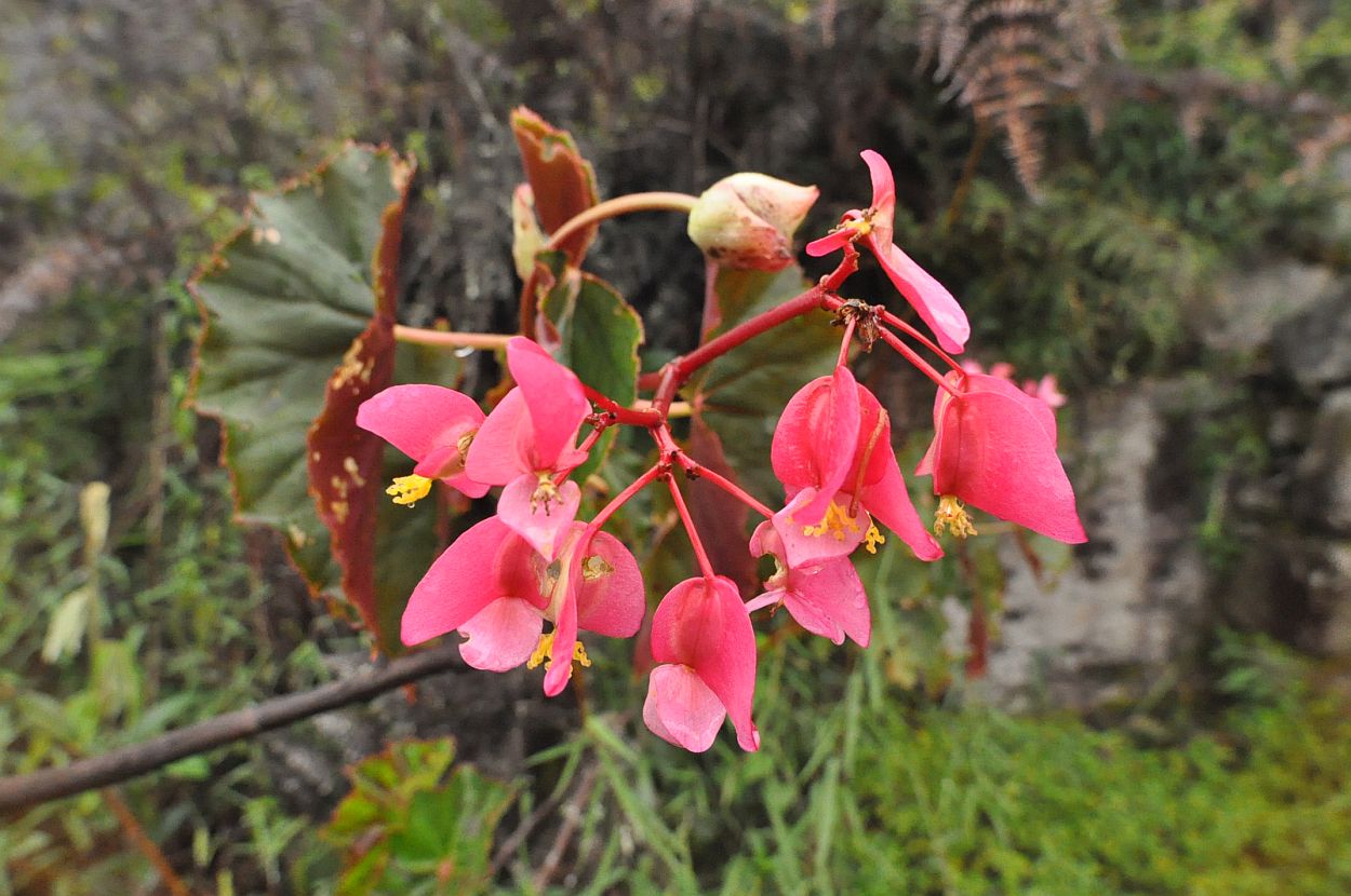 Изображение особи Begonia bracteosa.