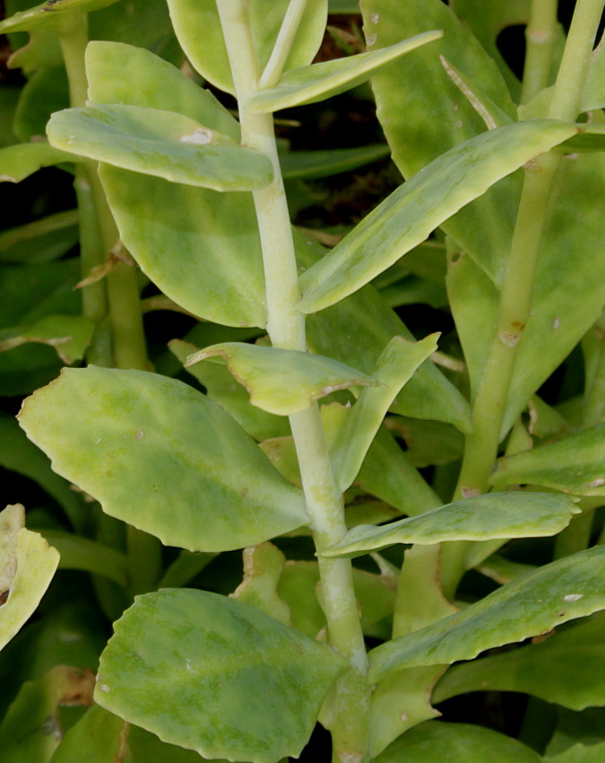 Image of Hylotelephium spectabile specimen.