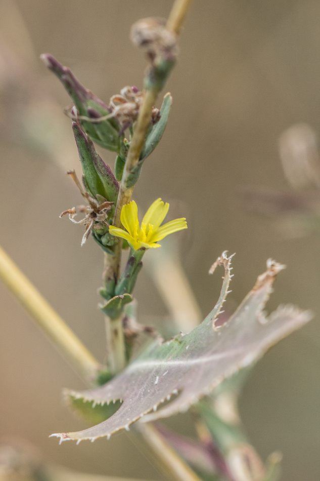 Изображение особи Lactuca serriola.