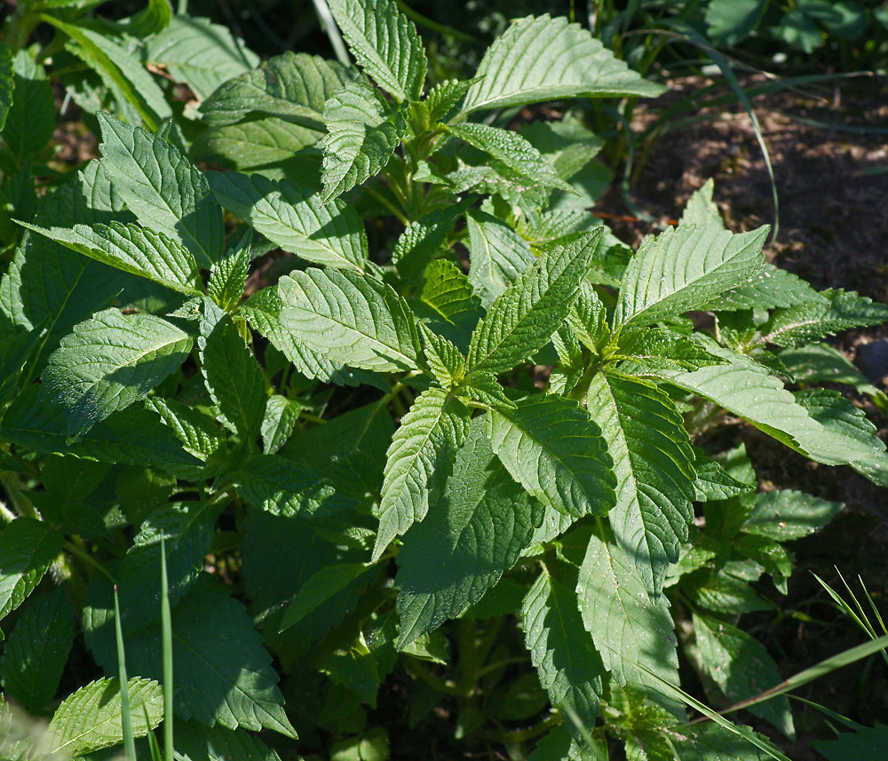 Изображение особи Galeopsis bifida.