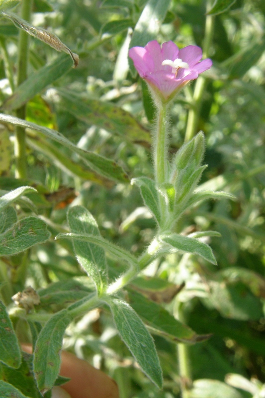 Изображение особи Epilobium villosum.