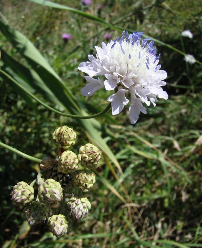 Image of Cephalaria transsylvanica specimen.