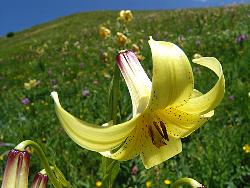 Image of Lilium kesselringianum specimen.