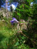 Scutellaria galericulata