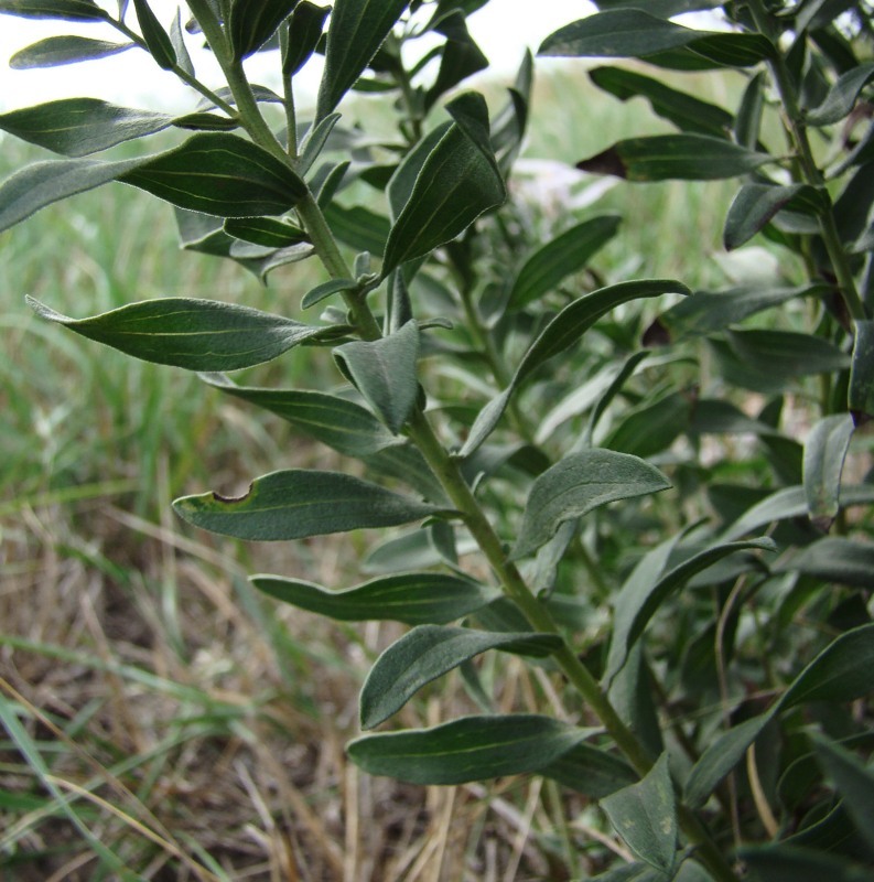 Image of Galatella dracunculoides specimen.