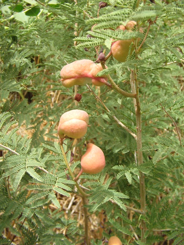 Image of Lagonychium farctum specimen.