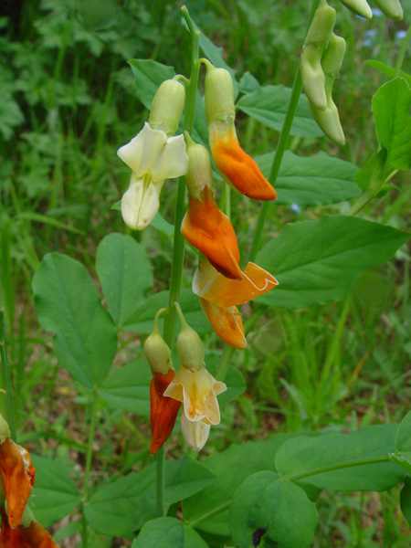 Image of Lathyrus gmelinii specimen.