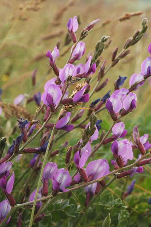 Image of Oxytropis talgarica specimen.