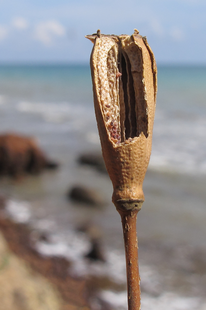 Image of Papaver laevigatum specimen.