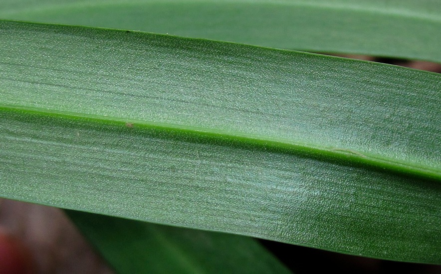 Image of Galanthus woronowii specimen.