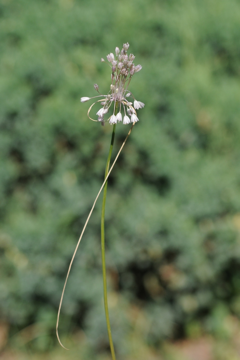 Изображение особи Allium paniculatum.