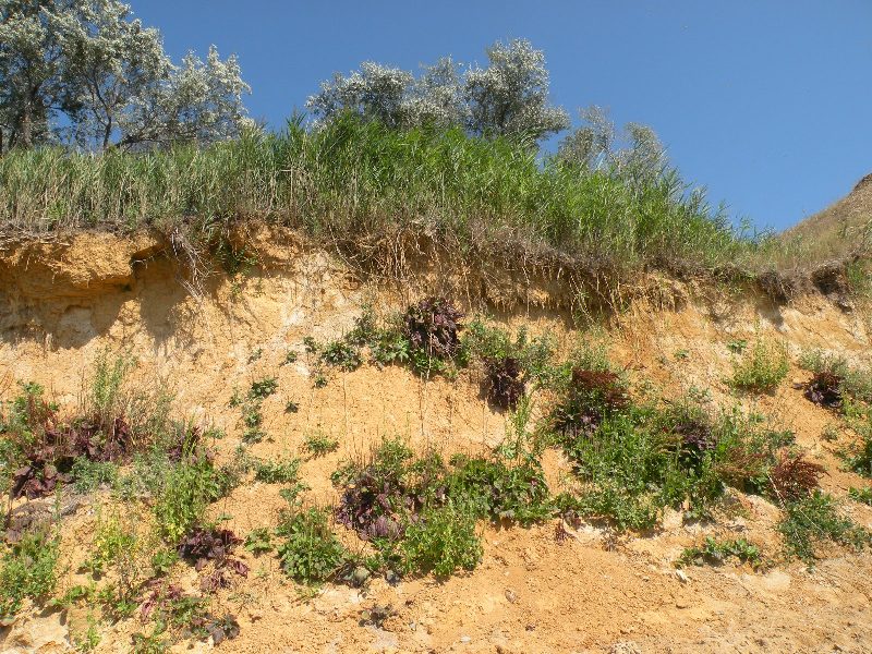 Image of Plantago major specimen.