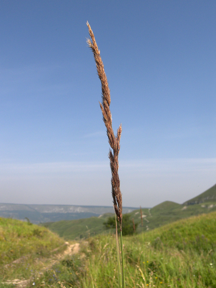 Image of Calamagrostis epigeios specimen.