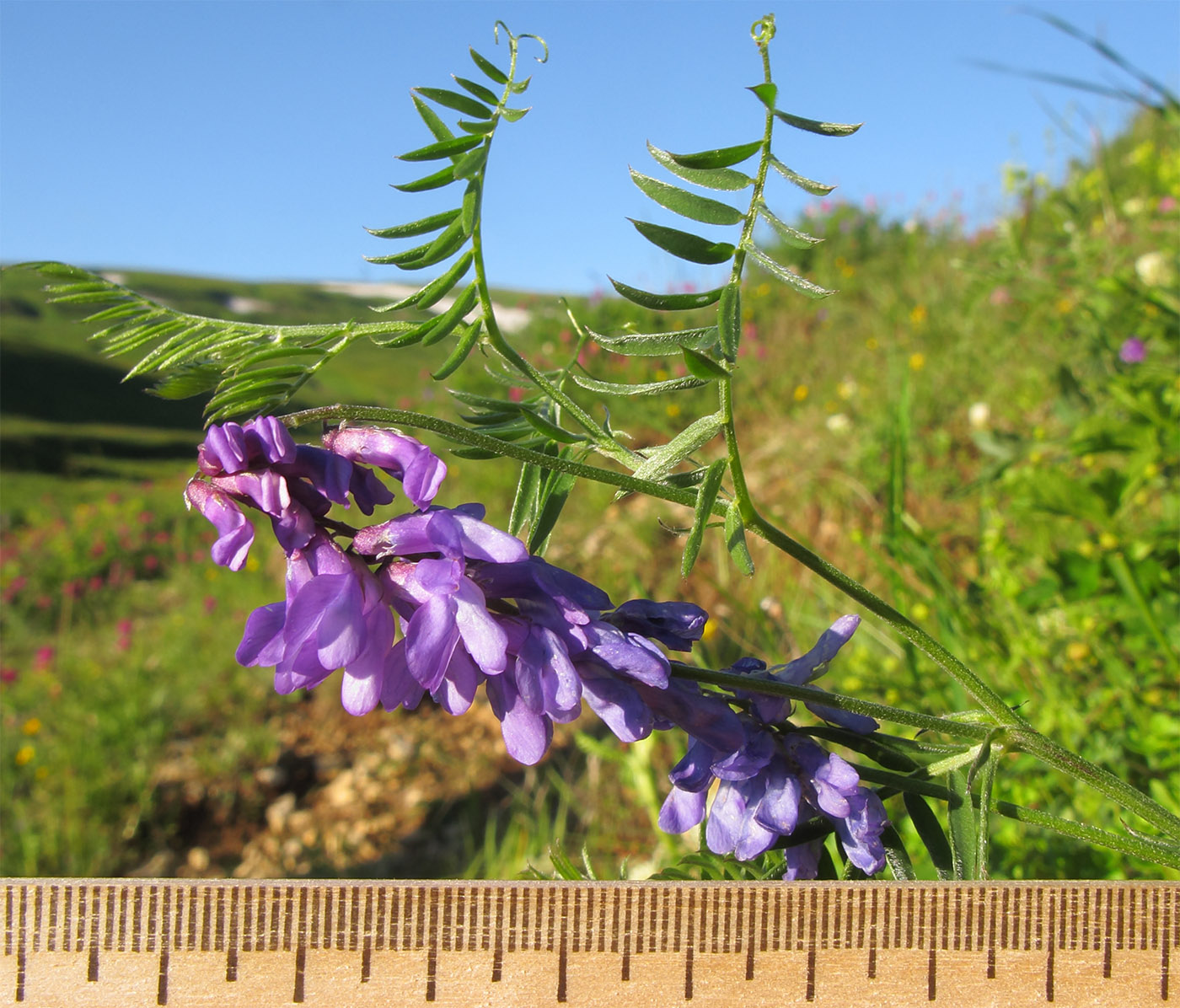 Image of Vicia grossheimii specimen.