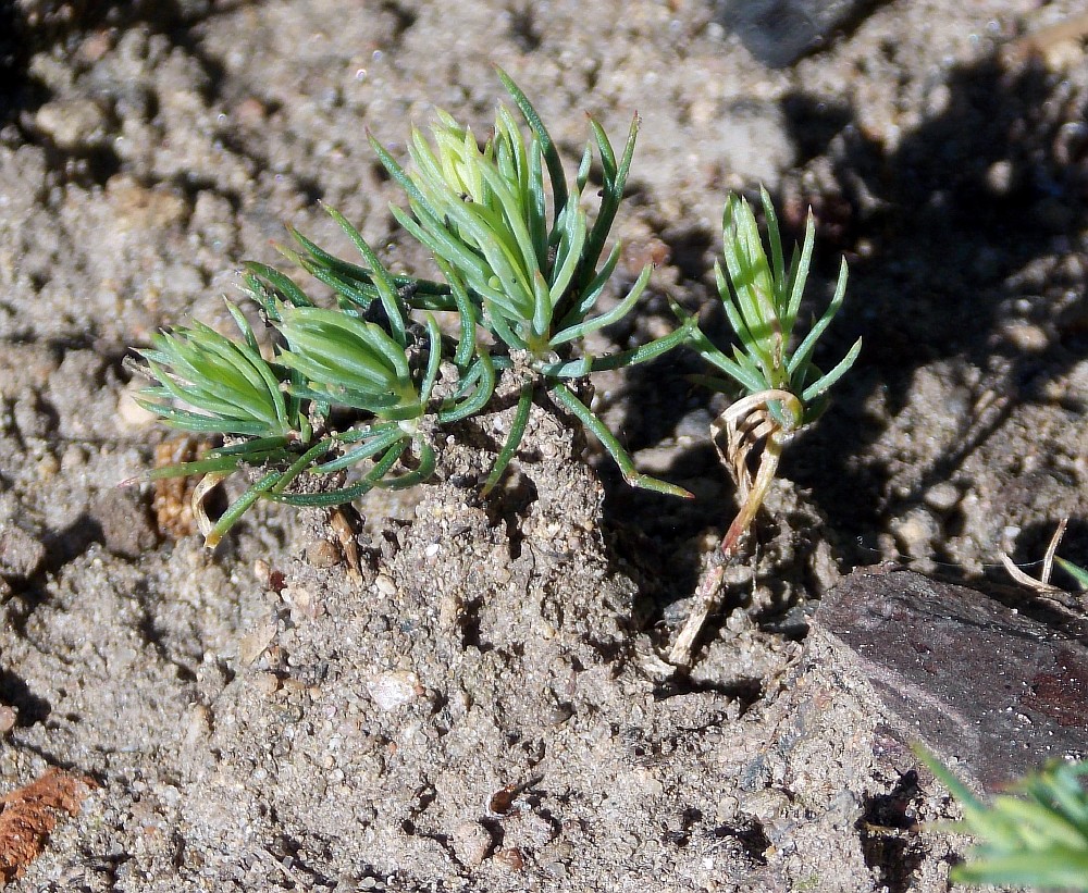 Изображение особи Picea asperata.