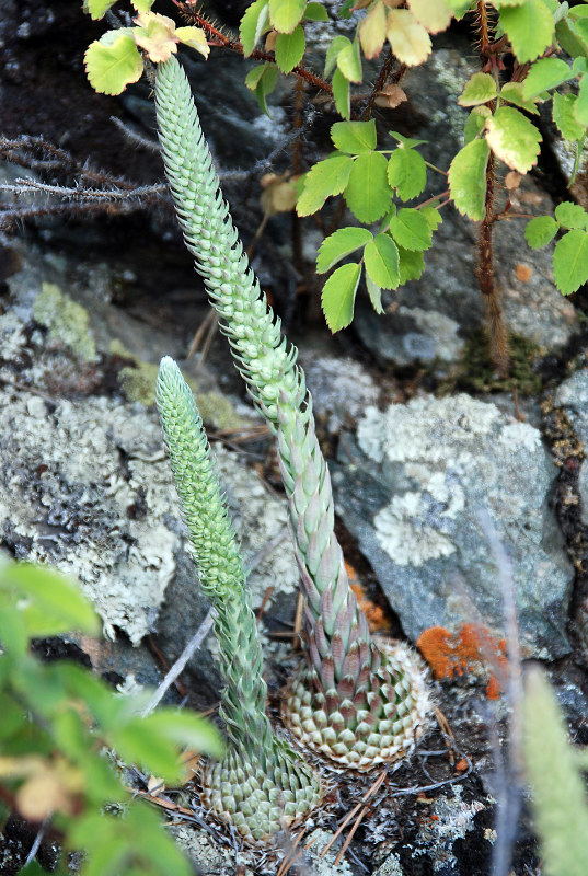 Image of Orostachys spinosa specimen.