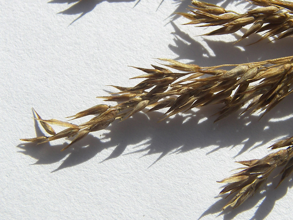 Image of Agrostis balansae specimen.