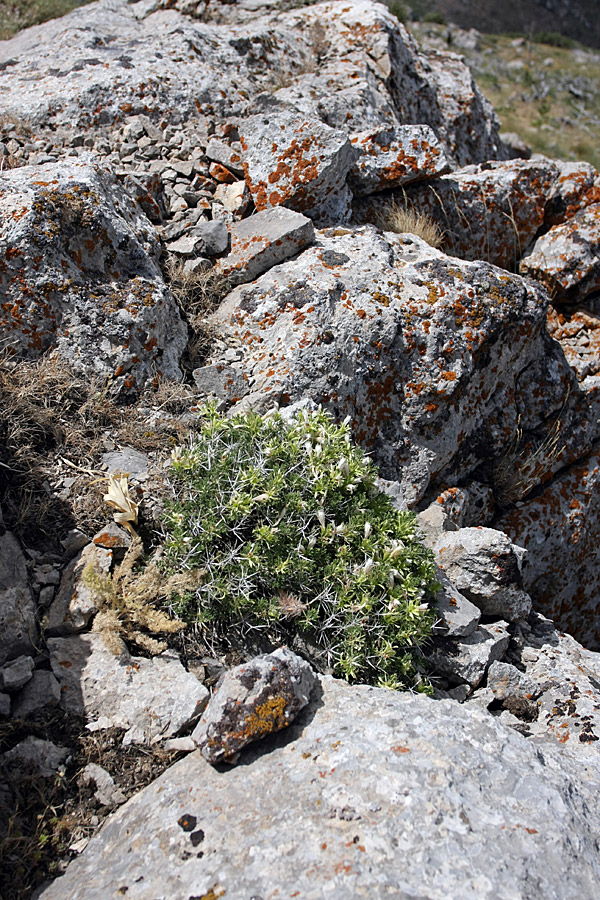 Image of Lagochilus occultiflorus specimen.