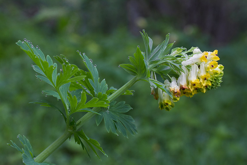 Image of Corydalis nobilis specimen.