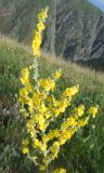 Смотреть изображение Verbascum songaricum