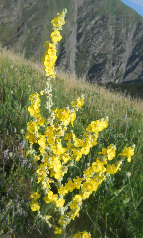 Image of Verbascum songaricum specimen.