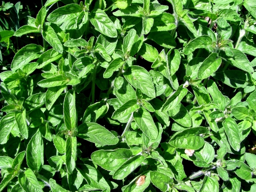 Image of Origanum vulgare specimen.