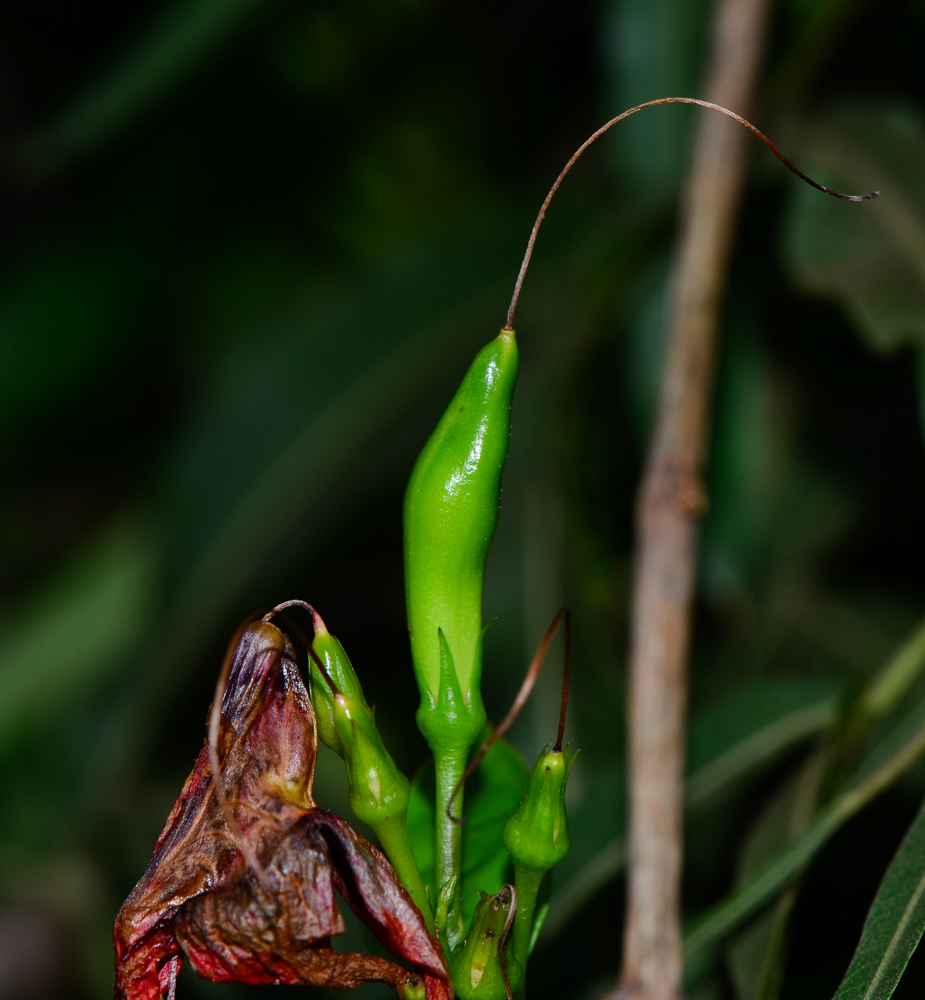 Image of Ruttya fruticosa specimen.