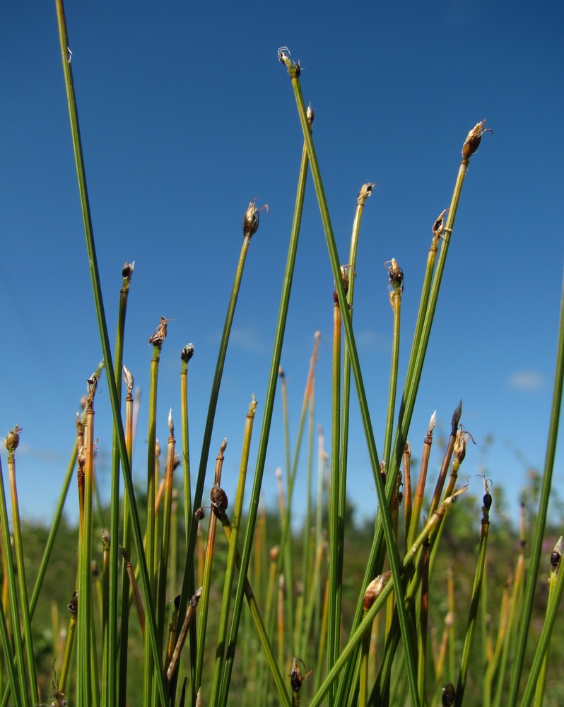 Изображение особи Trichophorum cespitosum.