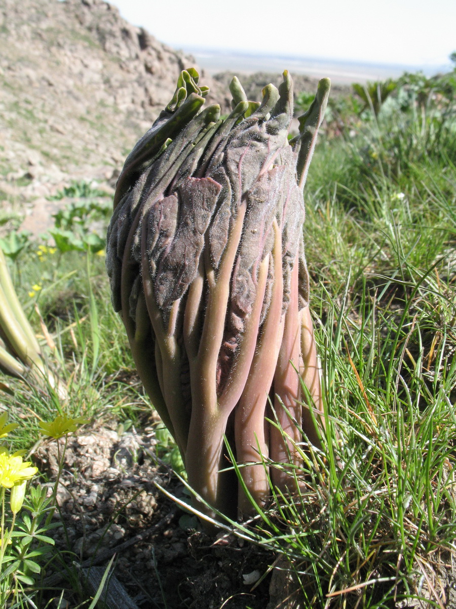 Image of Megacarpaea orbiculata specimen.