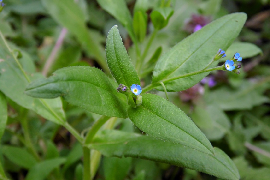 Изображение особи Myosotis sparsiflora.