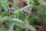 Echium vulgare