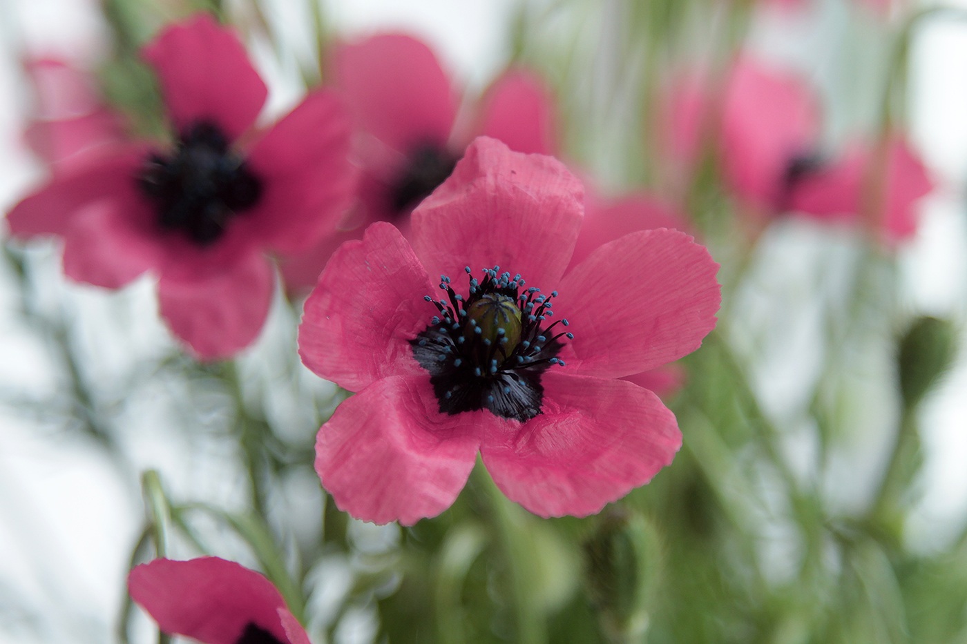 Изображение особи Papaver hybridum.