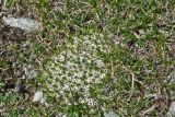 Gypsophila tenuifolia