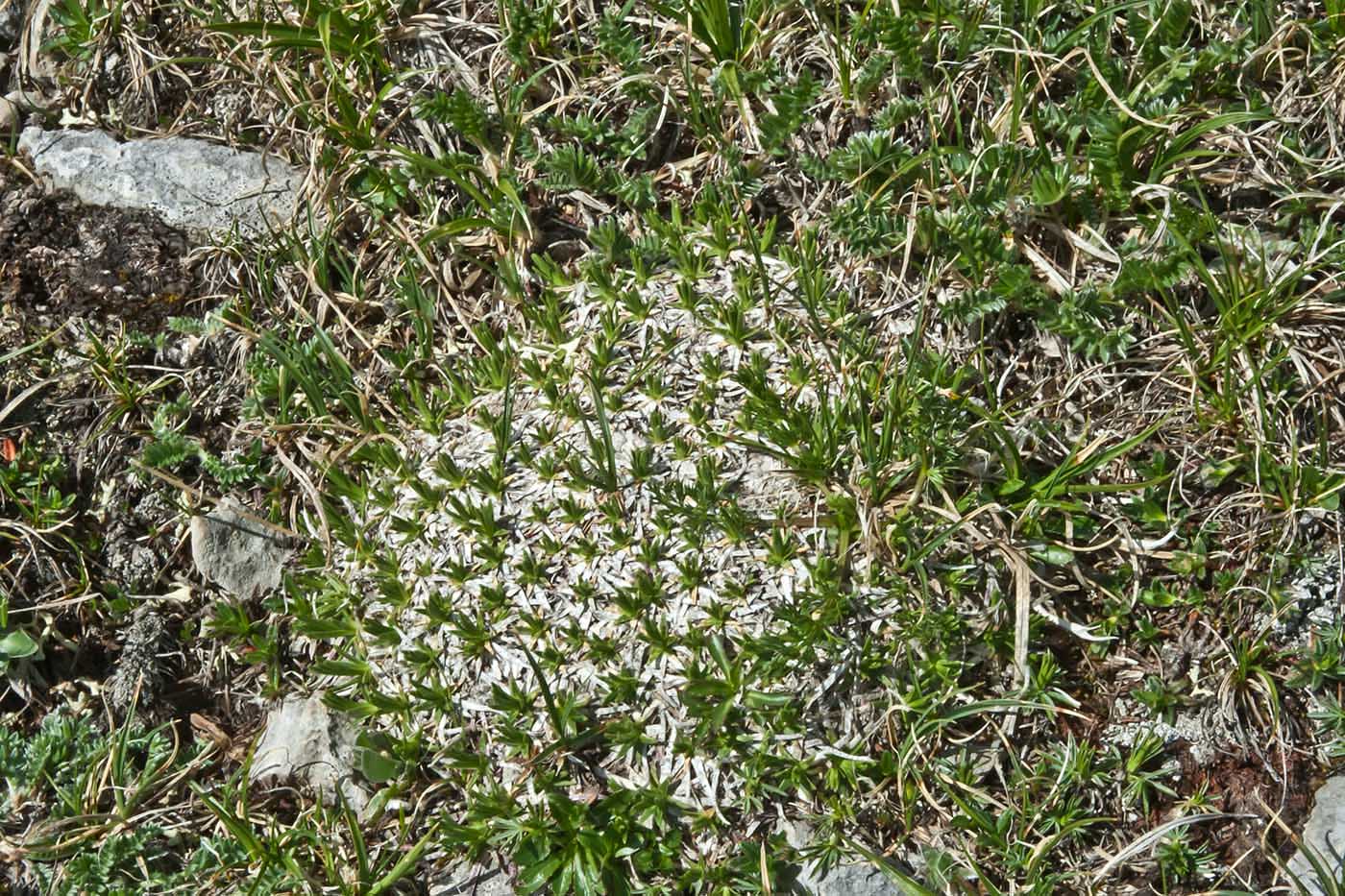 Image of Gypsophila tenuifolia specimen.