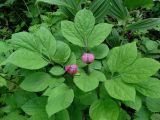 Paeonia obovata. Растения с бутонами. Приморье, окр. г. Находка, бухта Отрада, на склоне сопки. 13.06.2016.