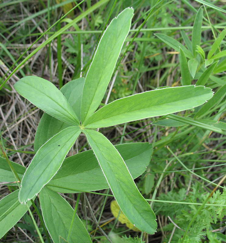 Image of Potentilla alba specimen.