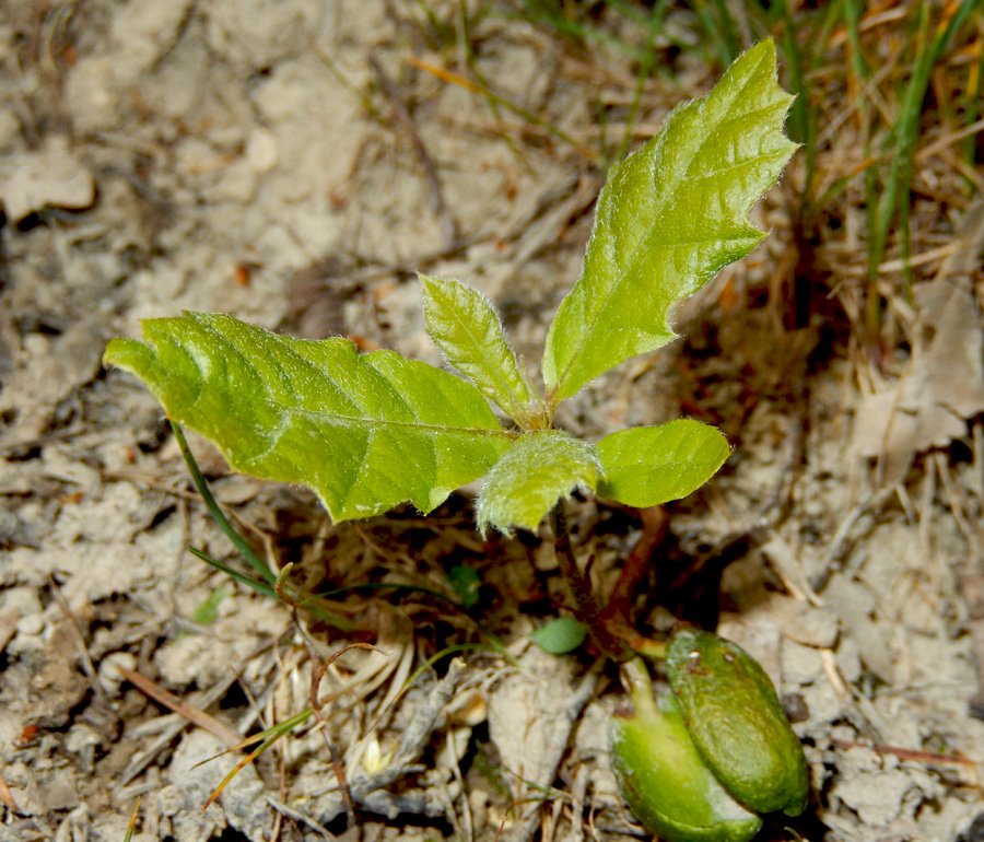 Image of Quercus pubescens specimen.