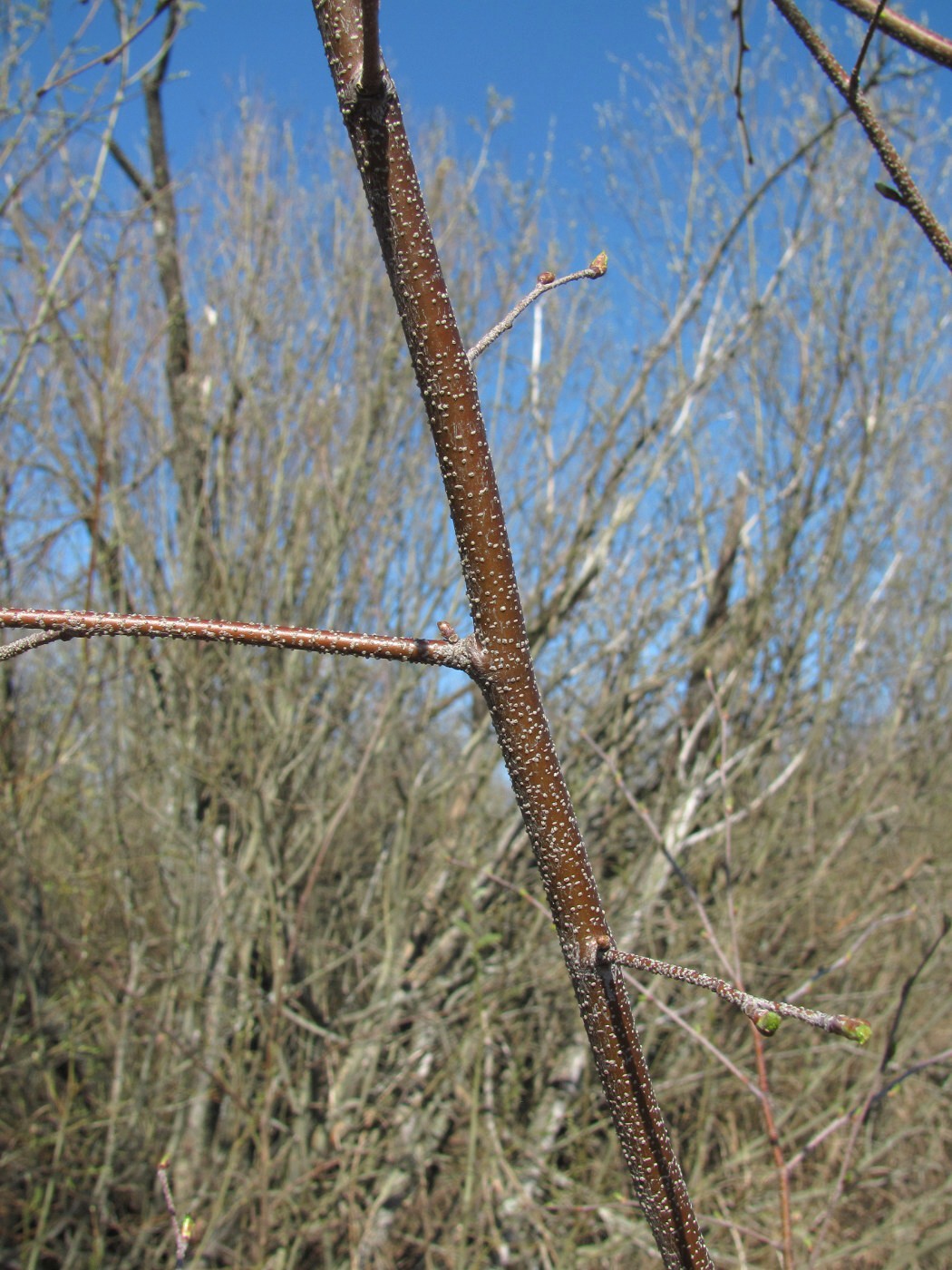 Image of Betula pendula specimen.