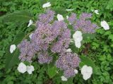 Hydrangea aspera ssp. sargentiana